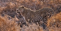 J'ai eu la chance d'assister , à l'aube , à une chasse de ce leopard qui a tué un jeune phacochère qu'il n'a pu emporter . Il est donc revenu à plusieurs reprises ce qui m'a permis de faire cette photo en patientant quelques heures . afrique du sud 
 leopard 
 parc kruger 